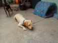 Pelado