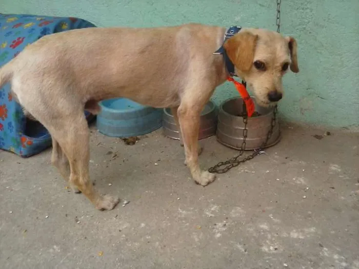 Cachorro ra a SRD idade 1 ano nome Pelado