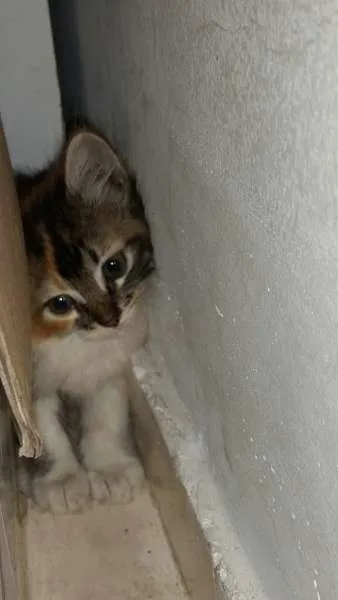 Gato ra a SRD idade Abaixo de 2 meses nome ADOÇÃO URGENTE