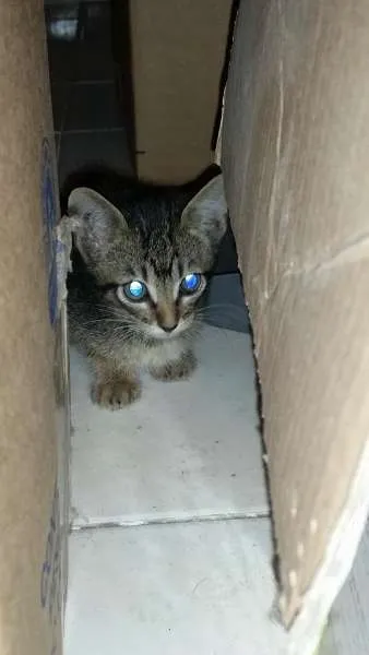 Gato ra a SRD idade Abaixo de 2 meses nome ADOÇÃO URGENTE