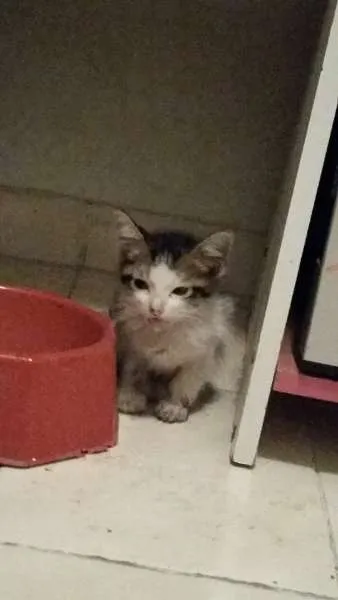 Gato ra a SRD idade Abaixo de 2 meses nome ADOÇÃO URGENTE