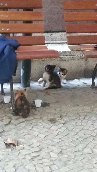 Gato ra a SRD idade Abaixo de 2 meses nome ADOÇÃO URGENTE