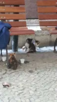 ADOÇÃO URGENTE