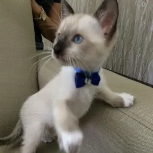 Gato raça Siamês idade Abaixo de 2 meses nome Homer