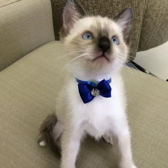 Gato ra a Siamês idade Abaixo de 2 meses nome Homer