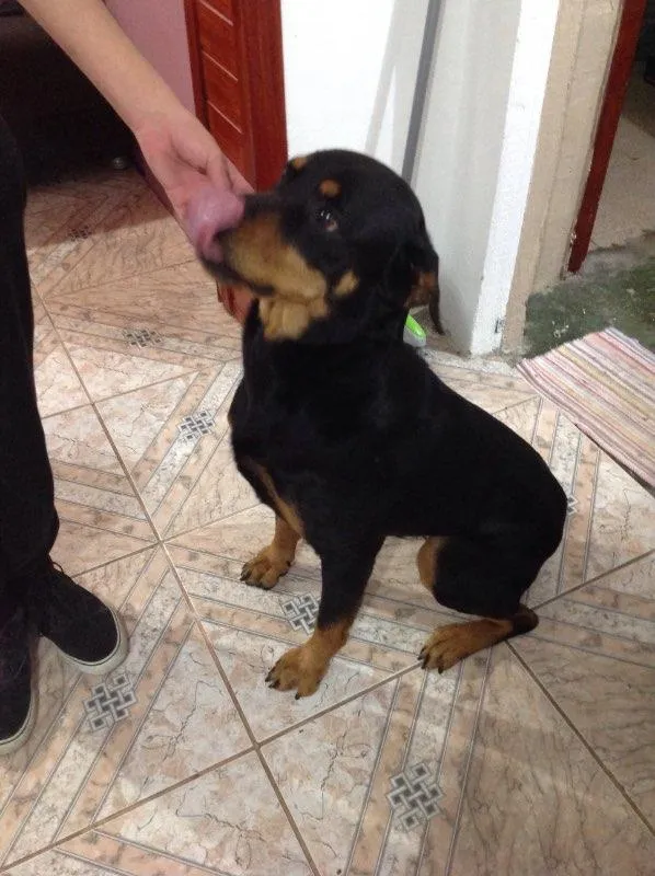 Cachorro raça Roteweiller  idade  nome Kiara
