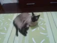 Pandora