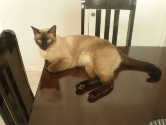 Gato ra a Siamês idade 6 ou mais anos nome Pandora
