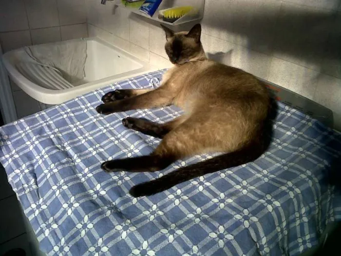 Gato ra a Siamês idade 6 ou mais anos nome Pandora