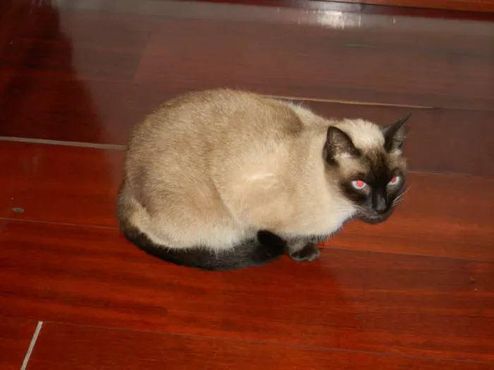 Gato ra a Siamês idade 6 ou mais anos nome Pandora