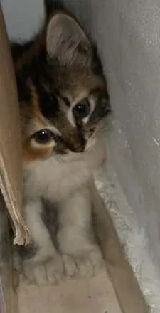 Gato ra a SRD idade Abaixo de 2 meses nome ADOÇÃO URGENTE