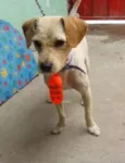Pelado