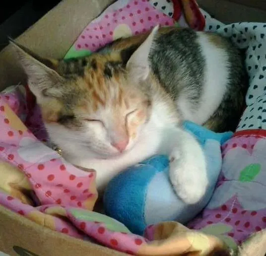 Gato ra a SRD idade 7 a 11 meses nome Ravena