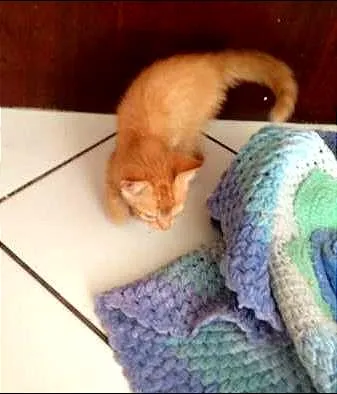 Gato ra a SRD idade Abaixo de 2 meses nome Sem nome