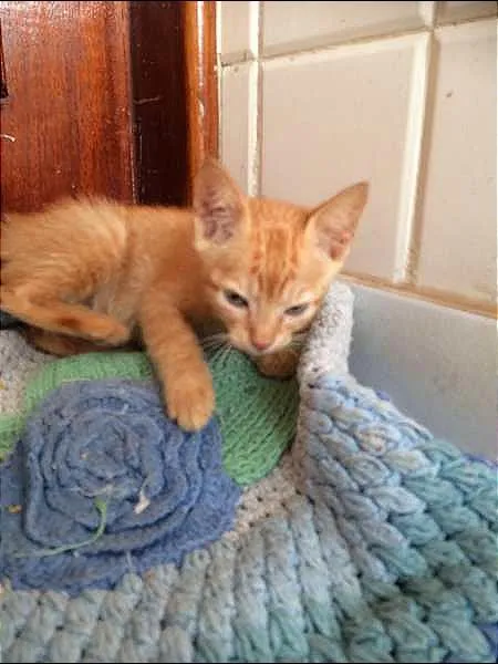 Gato ra a SRD idade Abaixo de 2 meses nome Sem nome