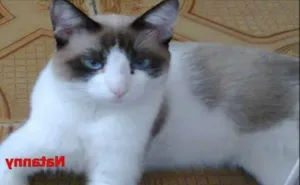 Gato raça RND idade 3 anos nome Natanny e Snoop