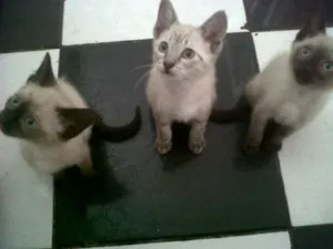 Gato raça Siamês idade 2 a 6 meses nome nao tem