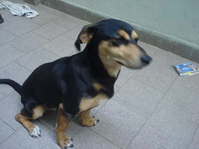 Cachorro ra a mestiço Basset idade 7 a 11 meses nome Thor