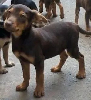 Cachorro raça viralata idade 2 a 6 meses nome srd