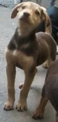 srd