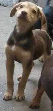 Cachorro ra a viralata idade 2 a 6 meses nome srd