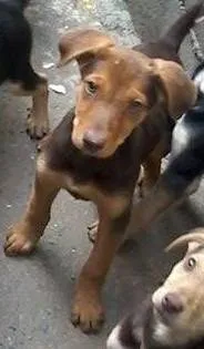 Cachorro ra a viralata idade 2 a 6 meses nome srd