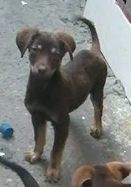 Cachorro ra a viralata idade 2 a 6 meses nome srd