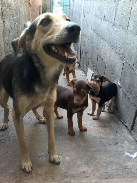 Cachorro ra a viralata idade 2 a 6 meses nome srd