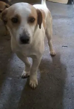 Cachorro raça Labrador idade 4 anos nome ralf