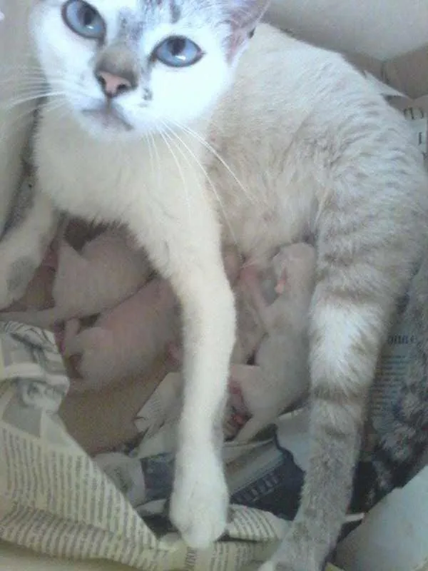 Gato ra a SRD idade Abaixo de 2 meses nome lindinhos