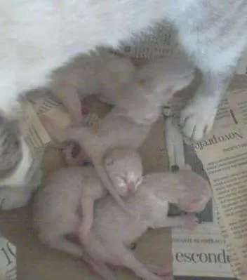 Gato ra a SRD idade Abaixo de 2 meses nome lindinhos
