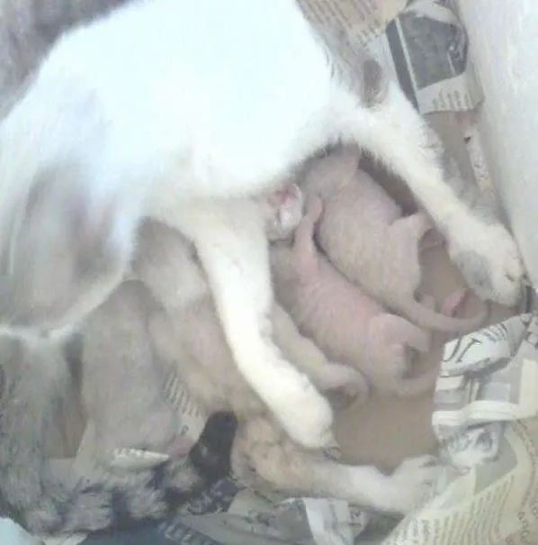 Gato ra a SRD idade Abaixo de 2 meses nome lindinhos