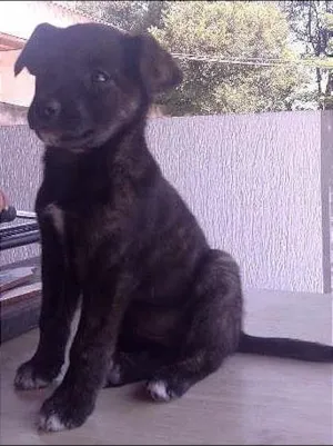 Cachorro raça SRD idade Abaixo de 2 meses nome ninha