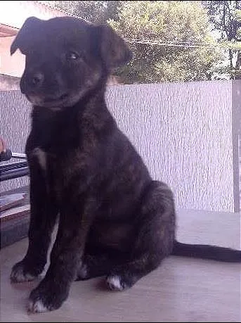 Cachorro ra a SRD idade Abaixo de 2 meses nome ninha