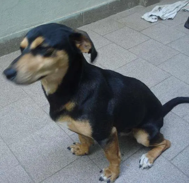 Cachorro ra a mestiço Basset idade 7 a 11 meses nome Thor