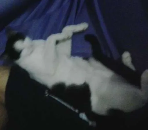 Gato raça RND idade 3 anos nome Natanny e Snoop