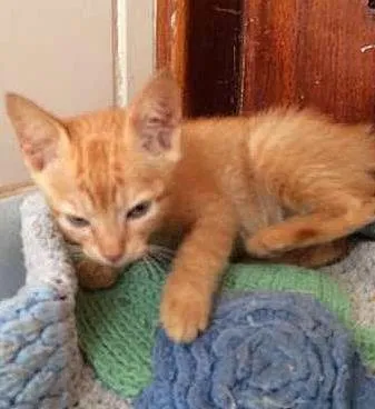 Gato ra a SRD idade Abaixo de 2 meses nome Sem nome