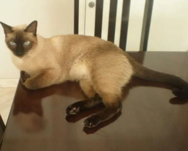 Gato ra a Siamês idade 6 ou mais anos nome Pandora