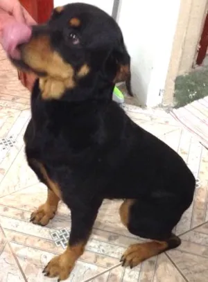 Cachorro raça Roteweiller  idade  nome Kiara
