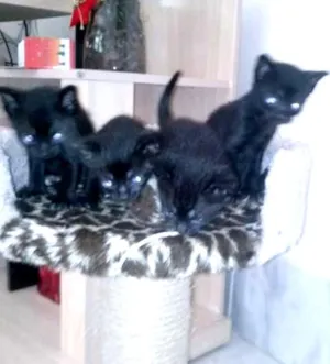Gato raça vira-lata idade Abaixo de 2 meses nome gatinho