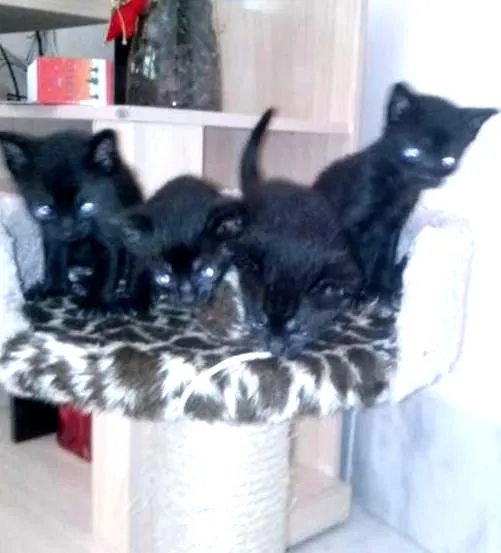 Gato ra a vira-lata idade Abaixo de 2 meses nome gatinho