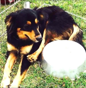 Cachorro raça SRD idade 7 a 11 meses nome Zé Pedro