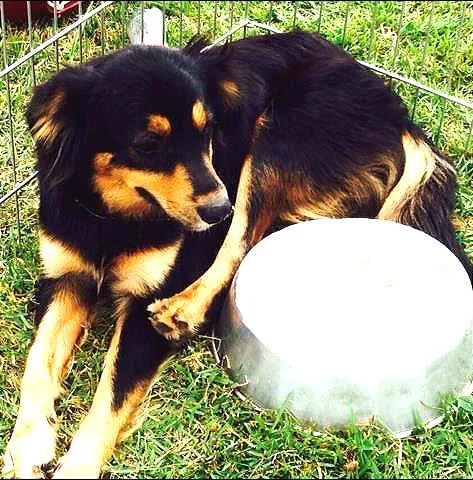 Cachorro ra a SRD idade 7 a 11 meses nome Zé Pedro