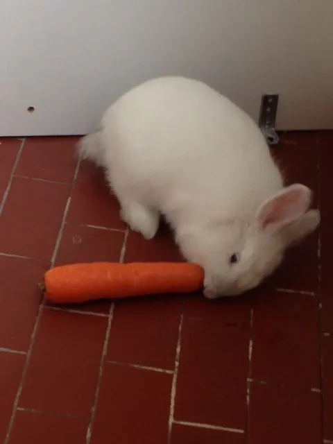 Cachorro ra a  idade 2 a 6 meses nome COELHO