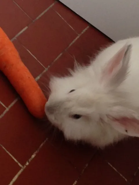 Cachorro ra a  idade 2 a 6 meses nome COELHO