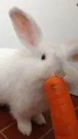 COELHO