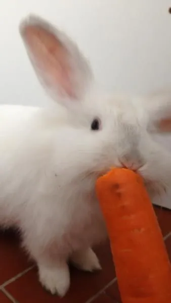 Cachorro ra a  idade 2 a 6 meses nome COELHO