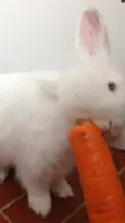 COELHO
