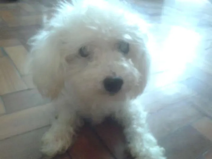 Cachorro ra a Poodle idade 6 ou mais anos nome Pituka