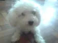 Pituka